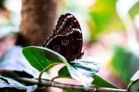 Catching Butterflies